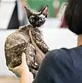 Devon rex écaille-de-tortue