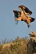 Vautour fauve prenant son envol au sein du parc