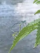 demoiselle,