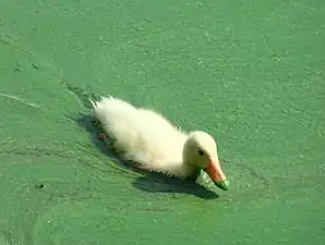 Canard colvert avec un plumage blanc et une petite pointe verte au bout du bec, sur le lac Belskoe&nbsp;(ru) en Russie. Juillet 2022.