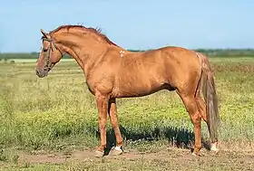L'étalon Boudienny Bruch