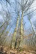 foret de Verkhobouj, classé