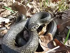 faune, serpent,