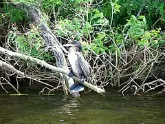 et cormoran.