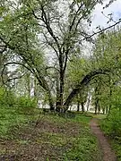 Le nœud d'arbres, classé,