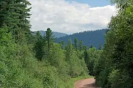 Piste dans la taïga.