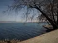 Platanes au bord de l'eau à Dojran.