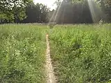 Sentier dans un champ