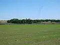 Les chênes de Kostadine