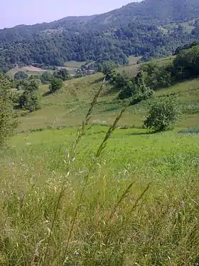 Lalince