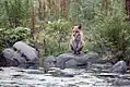 Renard roux assis sur une pierre au bord de l'eau. Une forêt est à l'arrière-plan.