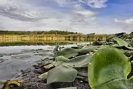 Rohoziv,