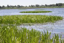 lac Tchorne,