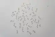 Pavel Otdelnov. Caryotype. 2021
