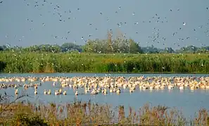 L'île Yermakov.