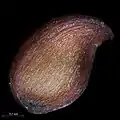 Graine de Aronia melanocarpa.