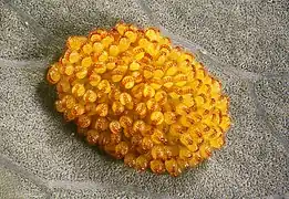 Sore de Polypodium aureum, grossi 50&nbsp;fois, amas de sporanges.