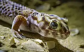 Teratoscincus scincus dans le zakaznik de Қарақия-Қаракөл қорықшасы (kk), Kazakhstan. Aout 2017.