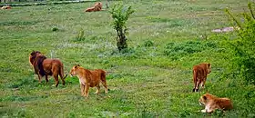 Image illustrative de l’article Parc animalier Taïgan