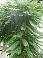 Feuillage de Phillanthus acidus.