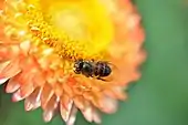 Abeille anthophila non identifiée et fleur de  Xerochrysum bracteatum