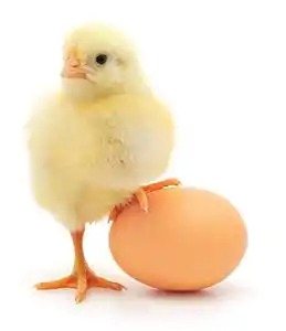 Un poussin posant la patte sur un œuf de poule.