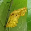 Chrysalide