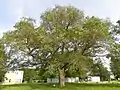 Arbre adulte.