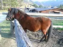 Poney vu de profil près d'une clôture en bois.
