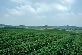 Xian de Meitan