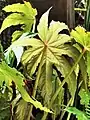 Begonia paucilobata var. maguanensis