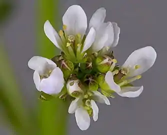 Inflorescence.