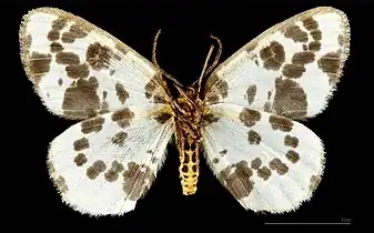 ♂ △