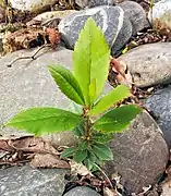 Jeune plant de deux ans.