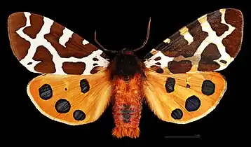 ♂  MHNT