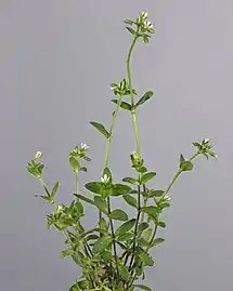Habitus