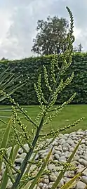 Inflorescence immature