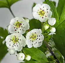 Fleurs.