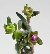 Bourgeons floraux