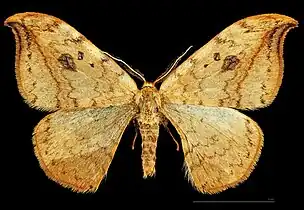 ♂ MHNT