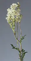 Inflorescence.