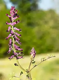 Inflorescence