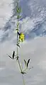 Habitus