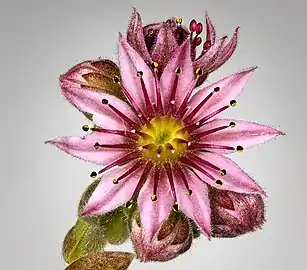 Fleur