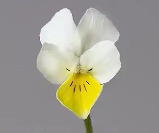 Forme blanche