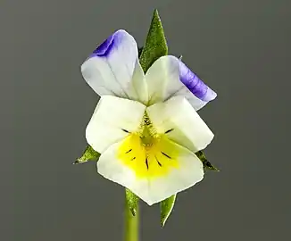 Fleur bicolore