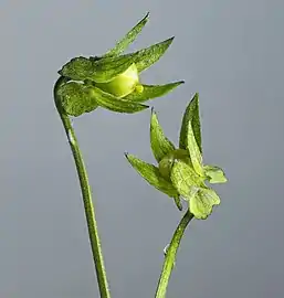 capsule immature