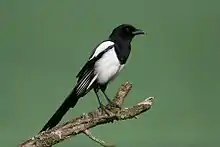 Pie posée sur une branche de bois mort, vue de profil et tournée vers la gauche.