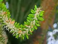 Alluaudia montagnacii
