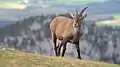 Bouquetin au bord du cirque